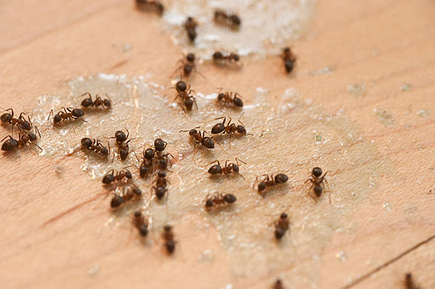 Best Best Pest Control Companies  in Satellite Beach, FL