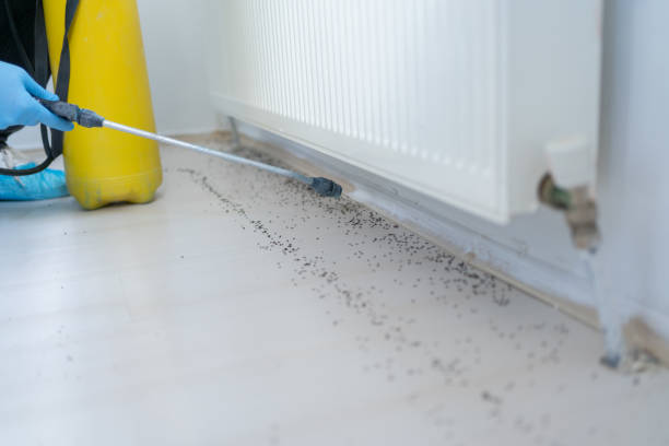 Best Flea Control Services  in Satellite Beach, FL